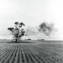 Smoke And Tree