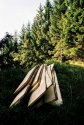 Cant See The Wood For The Trees