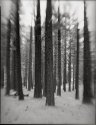 Trees Near Hot Springs, Markleeville, Ca.