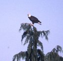 Young  Bald Eagle Male