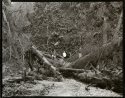 Boys, Fern Canyon
