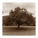 Old Apple Tree