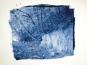 Cyanotypes