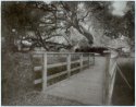 Bromoil - Los Osos Oaks Preserve