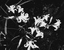 Flower Study