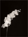 Orchids