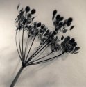 Umbelliferous Plant