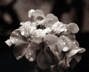Sepia Tone