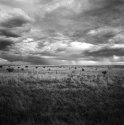 New-mexico