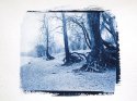 Cyanotypes