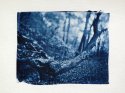 Cyanotypes