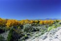 Bosque Color