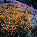 March Wildflowers