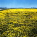 March Wildflowers
