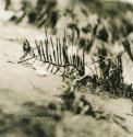 Beach Roots