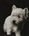 Lizzie