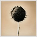 Sunflower Iii