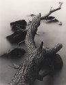 Fallen Tree In Derwent Water