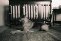 Watchdog