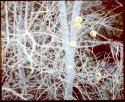Yellow Balls Of Winter