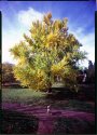 Pratt Ginkgo