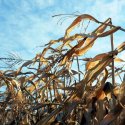 Corn And Sunflowers