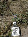 Silverleaf Nightshade