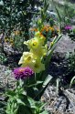 Autumn Flowers