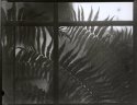 Tree Fern In Window