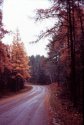 Forest Road On Halloween