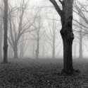 Blue Star Grove