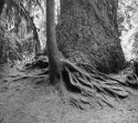 Cathedral Grove