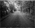 Phyllis's Drive