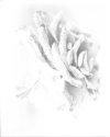 White Rose