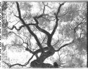 Jacarande Tree