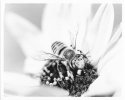 Bee1