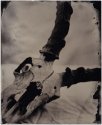 Impala Skull - 8x10 Tintype