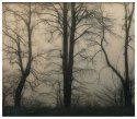 Three Trees In The Mist