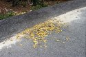 Fritos