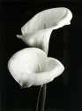 Untitled 1