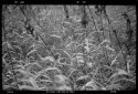Grass
