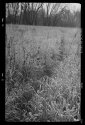 Trail
