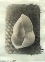 Shells... Print In Progress
