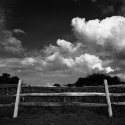 Cornfield