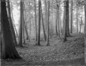 Foggy Trees