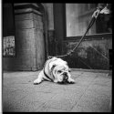 Bulldog Break, Brussels 2009
