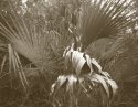 Palms