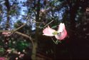 Blossom