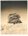 Lith Tree