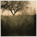 Lying In The Grass Ii